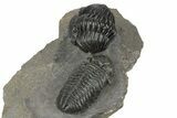 Beautiful Pair Of Pedinopariops Trilobites - Mrakib, Morocco #243837-4